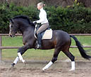 Prmienhengst Saint Cyr von Kostolany (4jhrig), Foto: Beate Langels Gestt Hmelschenburg