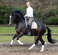 Prmienhengst Saint Cyr von Kostolany (4jhrig), Foto: Beate Langels Gestt Hmelschenburg