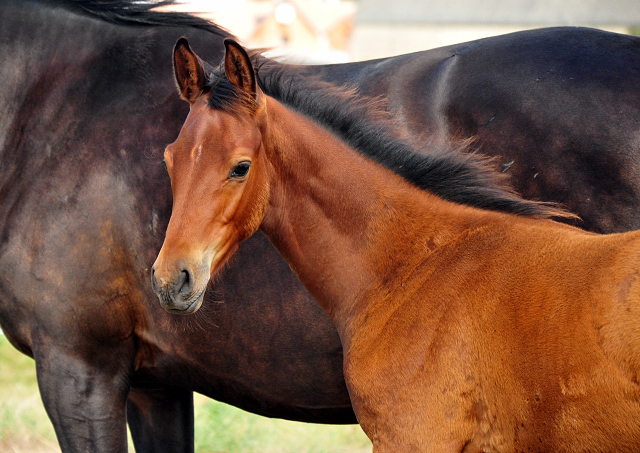 Trakehner Hengstfohlen von Imperio u.d. Schwalbensage v. Grand Corazn
 - Trakehner Gestt Hmelschenburg - Beate Langels