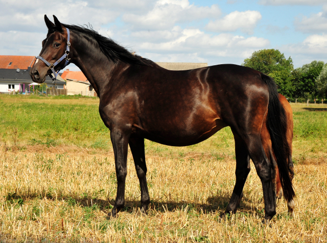 Schwalbensage v. Grand Corazon u.d. Prmien- u. Elitestute Schwalbenfeder v. Summertime
 - Trakehner Gestt Hmelschenburg - Foto: Beate Langels