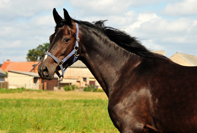 Schwalbensage v. Grand Corazon u.d. Prmien- u. Elitestute Schwalbenfeder v. Summertime
 - Trakehner Gestt Hmelschenburg - Foto: Beate Langels