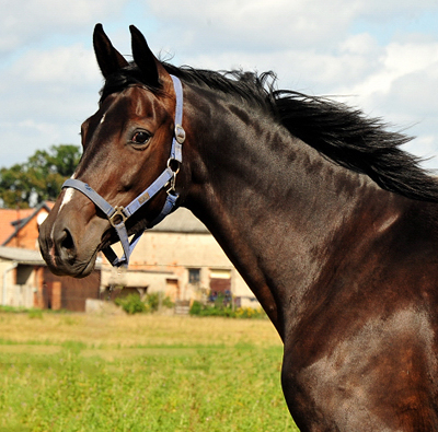 Schwalbensage von Grand Corazon u.d. Schwalbenfeder v. Summertime - Trakehner Gestt Hmelschenburg