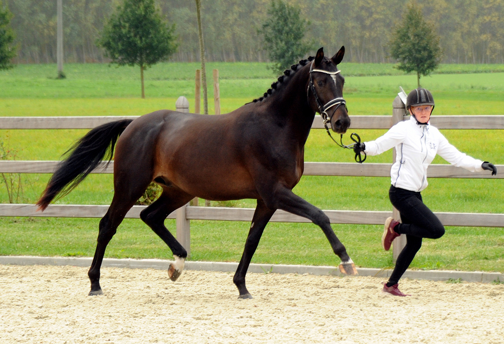 Hengst von Saint Cyr x Touch my Heart - Foto: Beate Langels - 
Trakehner Gestt Hmelschenburg