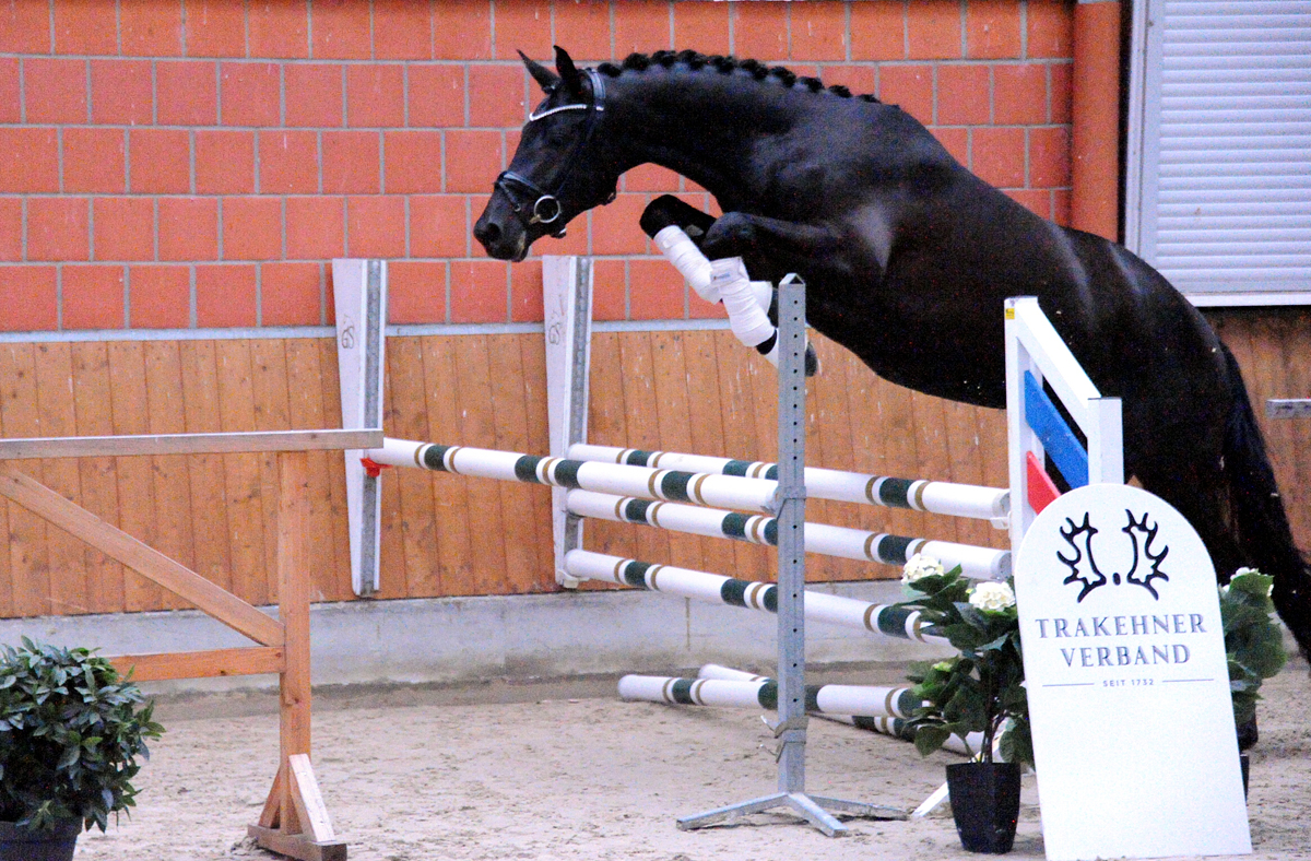 Scansano v. His Moment u.d. Schwalbenlicht - Foto: Beate Langels - Trakehner Gestt Hmelschenburg