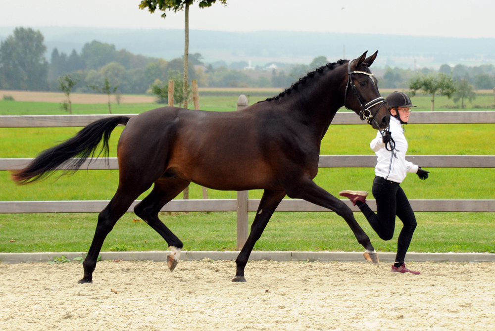 Hengst von Saint Cyr x Touch my Heart - Foto: Beate Langels - 
Trakehner Gestt Hmelschenburg