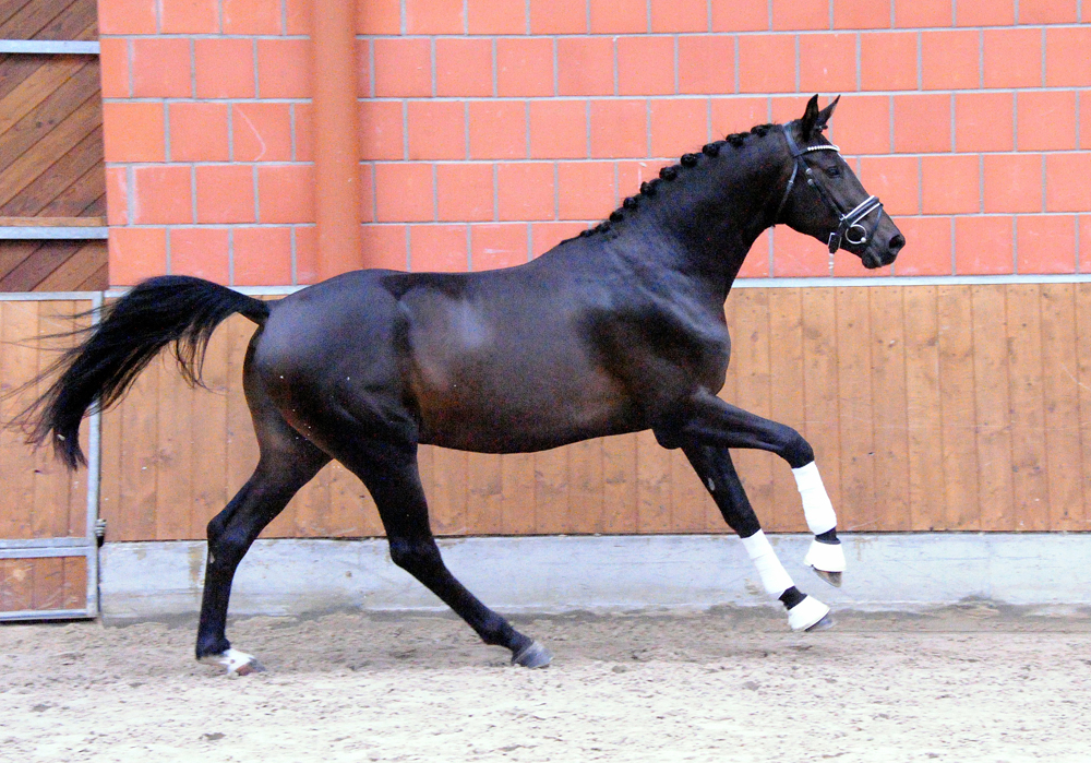 Hengst von Saint Cyr x Touch my Heart - Foto: Beate Langels - 
Trakehner Gestt Hmelschenburg