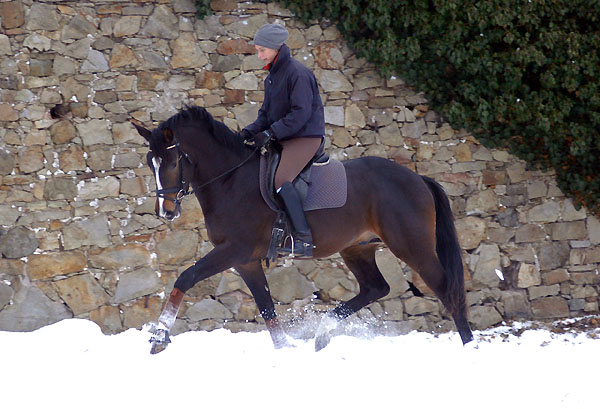 Trakehner Prmienhengst SAINT CYR v. Kostolany u.d. Elitestute Schwalbenspiel v. Exclusiv - Foto: Beate Langels - Trakehner Gestt Hmelschenburg