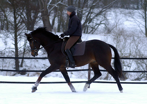 Trakehner Prmienhengst SAINT CYR v. Kostolany u.d. Elitestute Schwalbenspiel v. Exclusiv - Foto: Beate Langels - Trakehner Gestt Hmelschenburg