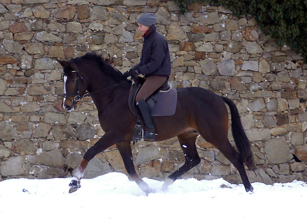 Trakehner Prmienhengst SAINT CYR v. Kostolany u.d. Elitestute Schwalbenspiel v. Exclusiv - Foto: Beate Langels - Trakehner Gestt Hmelschenburg