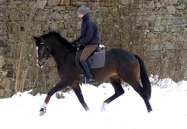 Trakehner Prmienhengst SAINT CYR v. Kostolany u.d. Elitestute Schwalbenspiel v. Exclusiv - Foto: Beate Langels - Trakehner Gestt Hmelschenburg