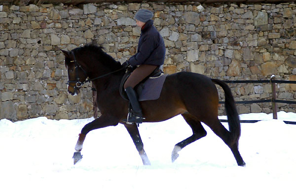 Trakehner Prmienhengst SAINT CYR v. Kostolany u.d. Elitestute Schwalbenspiel v. Exclusiv - Foto: Beate Langels - Trakehner Gestt Hmelschenburg