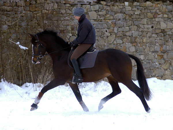 Trakehner Prmienhengst SAINT CYR v. Kostolany u.d. Elitestute Schwalbenspiel v. Exclusiv - Foto: Beate Langels - Trakehner Gestt Hmelschenburg