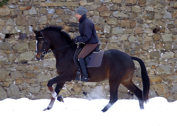 Trakehner Prmienhengst SAINT CYR v. Kostolany u.d. Elitestute Schwalbenspiel v. Exclusiv - Foto: Beate Langels - Trakehner Gestt Hmelschenburg