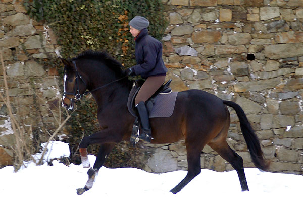 Trakehner Prmienhengst SAINT CYR v. Kostolany u.d. Elitestute Schwalbenspiel v. Exclusiv - Foto: Beate Langels - Trakehner Gestt Hmelschenburg