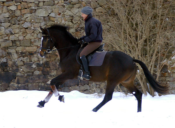 Trakehner Prmienhengst SAINT CYR v. Kostolany u.d. Elitestute Schwalbenspiel v. Exclusiv - Foto: Beate Langels - Trakehner Gestt Hmelschenburg