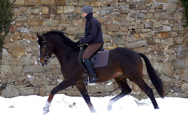 Trakehner Prmienhengst SAINT CYR v. Kostolany u.d. Elitestute Schwalbenspiel v. Exclusiv - Foto: Beate Langels - Trakehner Gestt Hmelschenburg
