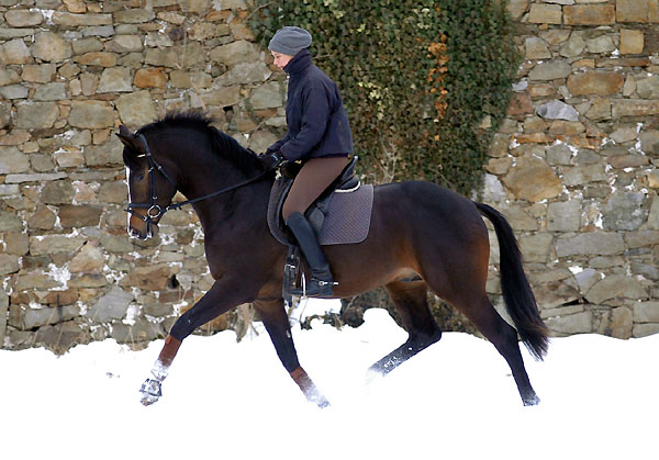 Trakehner Prmienhengst SAINT CYR v. Kostolany u.d. Elitestute Schwalbenspiel v. Exclusiv - Foto: Beate Langels - Trakehner Gestt Hmelschenburg