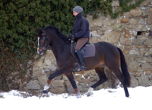 Trakehner Prmienhengst SAINT CYR v. Kostolany u.d. Elitestute Schwalbenspiel v. Exclusiv - Foto: Beate Langels - Trakehner Gestt Hmelschenburg