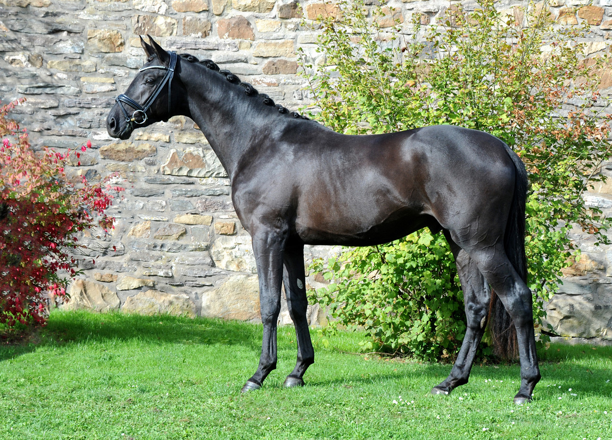 Scansano v. His Moment u.d. Schwalbenlicht - Foto: Beate Langels - Trakehner Gestt Hmelschenburg