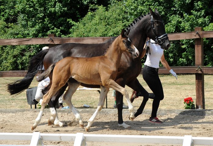 Hengstfohlen von Schplitzer u.d. Pr.St. Grace Jones v. Millennium x Alter Fritz - Foto Beate Langels - Trakehner Gestt Hmelschenburg