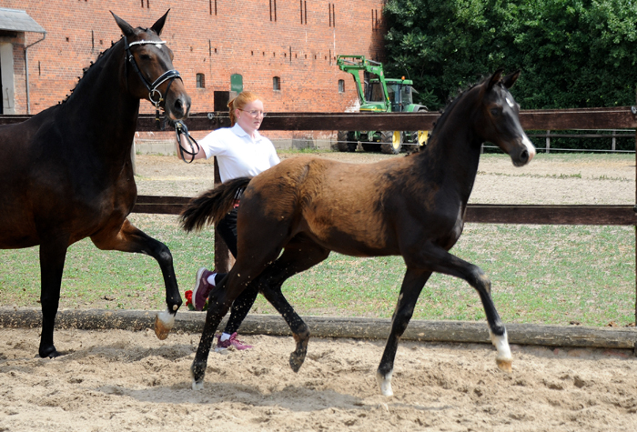Hengstfohlen von Schäplitzer u.d. Pr.u.StPrSt. Gardemaß v. Shavalou - Foto Beate Langels - Trakehner Gestüt Hämelschenburg