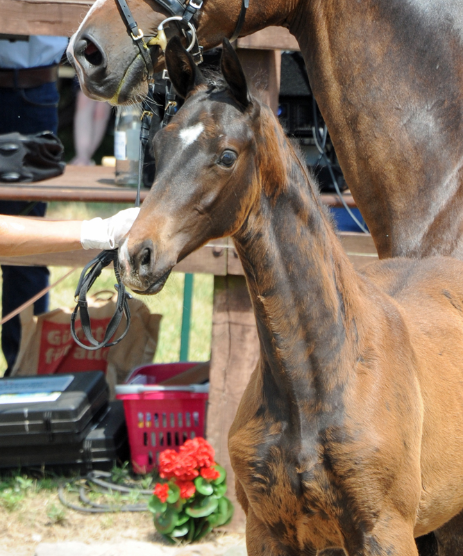 Trakehner Hengstfohlen von Rheinglanz u.d. Schwalbenknigin v. High Motion  - Gestt Schplitz