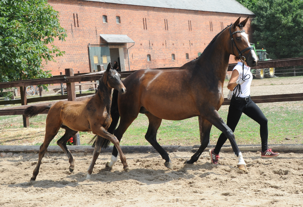 Trakehner Hengstfohlen von Rheinglanz x High Motion  - Gestt Hmelschenburg - Beate Langels