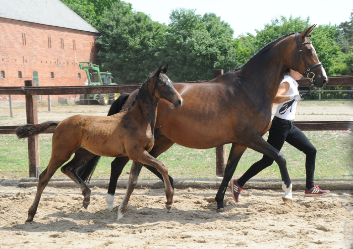 Trakehner Hengstfohlen von Rheinglanz x High Motion  - Gestt Hmelschenburg - Beate Langels