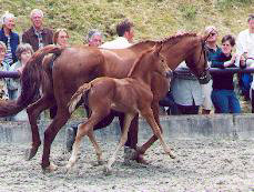 Filly by Freudenfest - Mumpitz<br>Breeder: Hans Elsweiler, Eschershausen