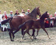 Hengstfohlen v. Alter Fritz u.d. Guendalina v. Red Patrick xx