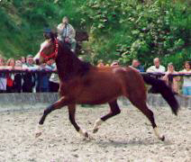 Grazia Patricia by Alter Fritz, Breeder: Bernhard Langels, Schplitz