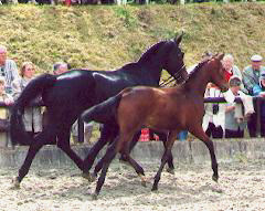 Stutfohlen v. Summertime - Matador, Zchter: H. Bredemeyer, Petershagen