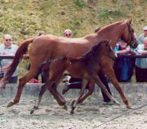 Filly by Summertime out of Peremis by Turnus, Breeder: H. Elsweiler, Eschershausen