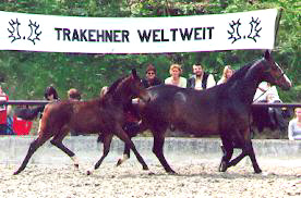 Stutfohlen v. Showmaster u.d. Tavolara v. Exclusiv