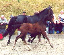 Stutfohlen v. Kostolany u.d. Bell'Air v. Sandro