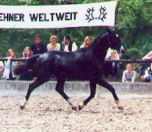 Trafalgar - 2-jhr. Hengst v. Exclusiv u.d. Thirza v. Karon
