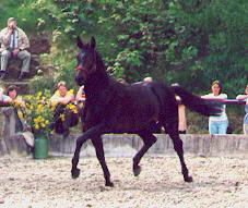 Stroganoff - 2-years old stallion by Exclusiv out of Schamar by Enrico Caruso