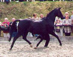 Schwalbenlust by Enrico Caruso