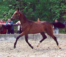 Karenin - 1-year old colt by Schwadroneur out of Kleo's Double by Kostolany