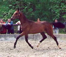 Karenin - 1-jhr. Hengst v. Schwadroneur u.d. Kleo's Double v. Kostolany