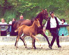 Wolfsliebe and her filly by Kostolany, Breeder: Hendrik Lindhorst, Emmerthal