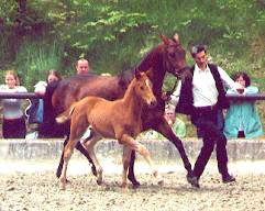 Wolfsliebe mit Stutfohlen v. Kostolany, Züchter: Hendrik Lindhorst, Emmerthal