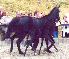 Colt by Kostolany - Guter Stern, Breeder: E. Gehlhaar, Ehra-Lessien