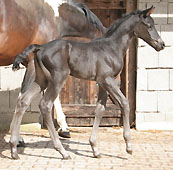 Stutfohlen von Alter Fritz u.d. Davinia v. Camaro