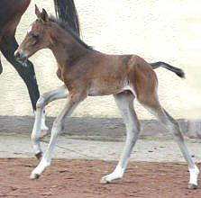 Trakehner Filly by Kostolany out of Schwalbenfeder by Summertime