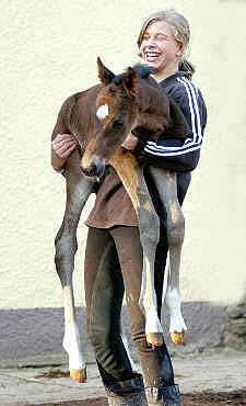 Trakehner Filly by Kostolany out of Schwalbenfeder by Summertime