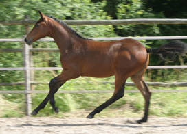 Schneewittchen by Summertime out of Scarlet by Tolstoi - Wettsport, Besitzer + Foto: Sabine Lindemeir