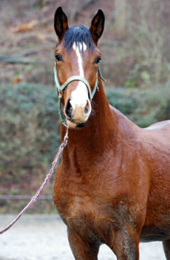 1,5year old Trakehner colt by Freudenfest - Alter Fritz - Exclusiv - Enrico Caruso - Trakehner Gestt Hmelschenburg