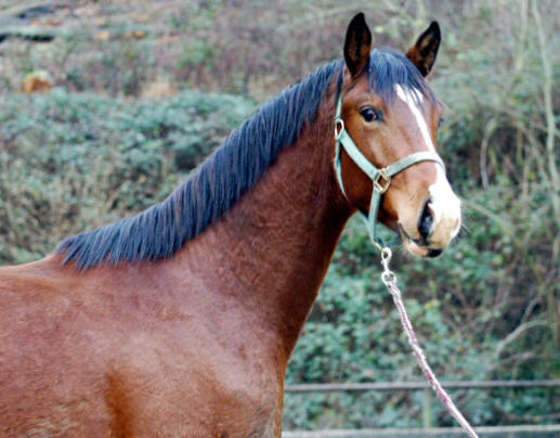 Trakehner colt by Freudenfest out of Sankt Helena by Alter Fritz