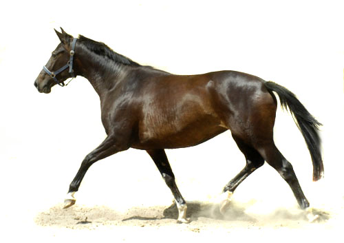 Schwalbenmärchen v. Kostolany u.d. Schwalbenfeder v. Summertime, Trakehner Gestüt Hämelschenburg